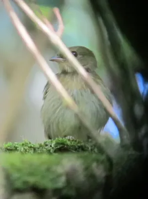 File:Machaeropterus regulus Saltarín rayado Striped Manakin (female) (6771747707).jpg