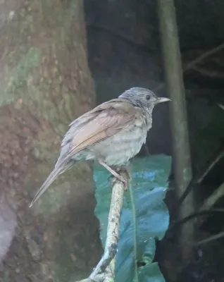 File:Turdus leucomelas Mirla buchiblanca Pale-breasted Thrush (6770405419).jpg