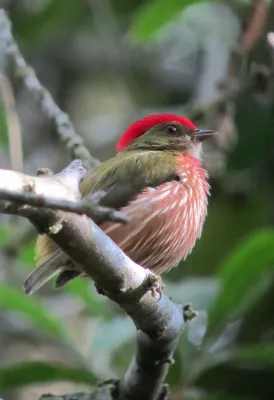 File:Machaeropterus regulus Saltarín rayado Striped Manakin (male) (6767396665).jpg