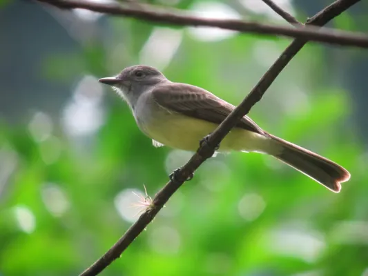 File:Myiarchus panamensis Atrapamoscas panamense Panama Flycatcher (6736062321).jpg