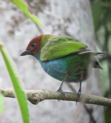 File:Tangara gyrola Tángara cabecirrufa Bay-headed Tanager (6731368307).jpg