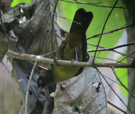 File:Mitrospingus cassinii Maraquera carisucia Dusky-faced Tanager (6731771639).jpg