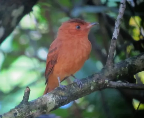File:Rhytipterna holerythra Plañidera rufa Rufous Mourner (6730388201).jpg