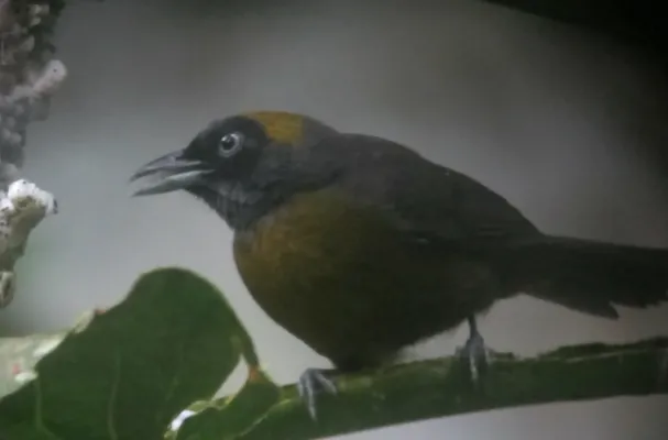 File:Mitrospingus cassinii Maraquera carisucia Dusky-faced Tanager (6707708615).jpg