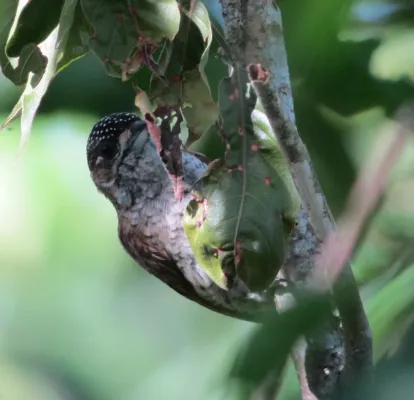 File:Picumnus squamulatus Carpintero escamado Scaled Piculet (6694704863).jpg