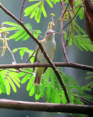 File:Vireo flavoviridis Verderón verdiamarillo Yellow-green Vireo (6674051053).jpg