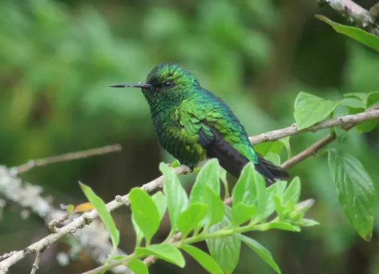 File:Chlorostilbon melanorhynchus Esmeralda occidental Western Emerald (male) (6575588345).jpg