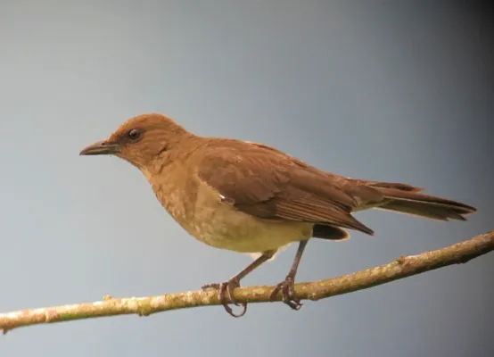 File:Turdus ignobilis Mirla embarradora Black-Billed Thrush (6575693353).jpg
