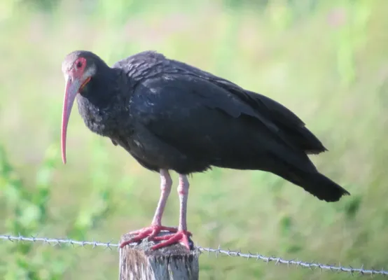 File:Cercibis oxycerca Tarotaro Sharp-tailed Ibis (6559267951).jpg