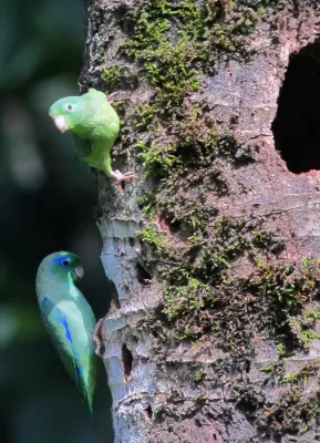 File:Forpus conspicillatus Periquito de anteojos Spectacled Parrotlet (6555402213).jpg