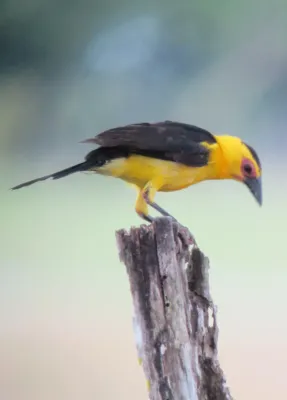 File:Gymnomystax mexicanus Turpial lagunero Oriole Blackbird (6554411433).jpg