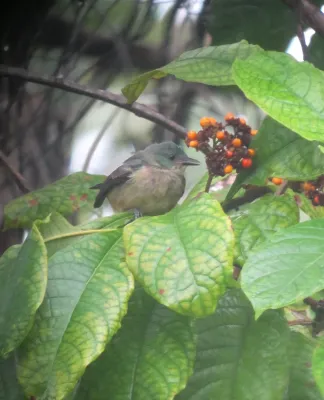 File:Dacnis venusta Dacnis negriazul Scarlet-thighed Dacnis (female) (8116881534).jpg