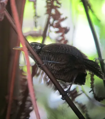 File:Cantorchilus nigricapillus Cucarachero ribereño Bay wren (8116570785).jpg