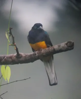 File:Trogon chionurus Trogón coliblanco occidental White-tailed Trogon (male) (8116334845).jpg