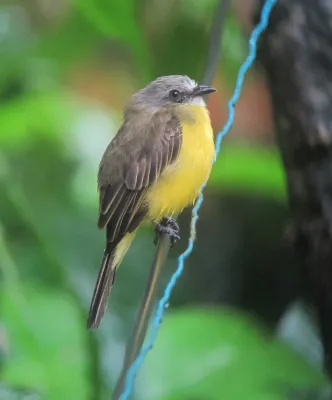 File:Myiozetetes granadensis Suelda cabecigrís Grey-capped Flycatcher (8115883714).jpg