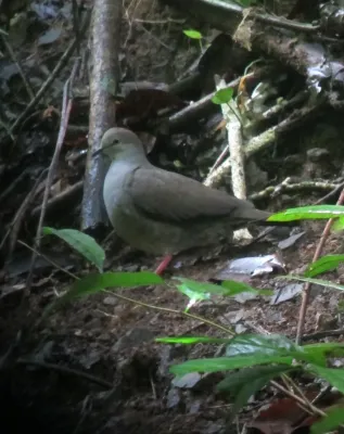 File:Leptotila cassinii Tórtola ojirroja Grey-chested Dove (8114317366).jpg