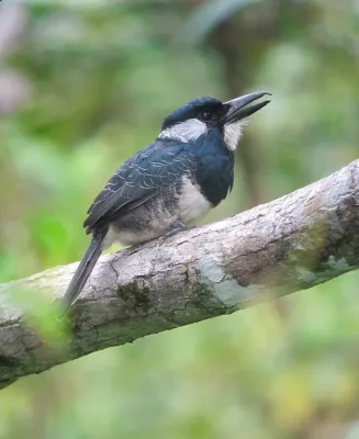 File:Notharchus pectoralis Bobo pechinegro Black-breasted Puffbird (8114081968).jpg