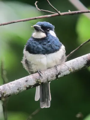 File:Notharchus pectoralis Bobo pechinegro Black-breasted Puffbird (8114082302).jpg