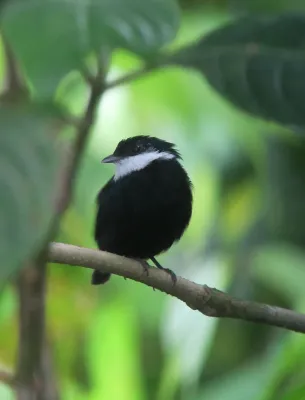 File:Corapipo altera Saltarín occidental White-ruffed Manakin (male) (8114074627).jpg