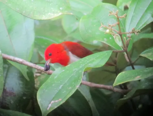 File:Chrysothlypis salmoni Chococito escarlata Scarlet-and-White Tanager (male) (8114006718).jpg