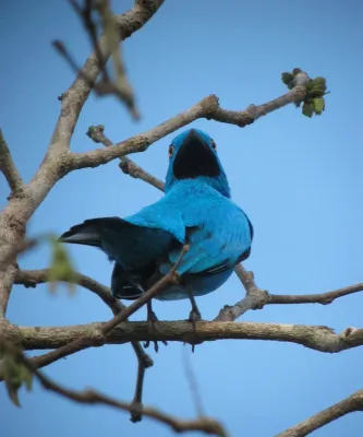 File:Cotinga maynana Cotinga turquesa Plum-throated Cotinga (male) (7983168373).jpg