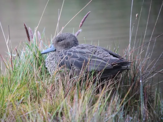 File:Anas andium Garceta barcina Andean Teal (7949071168).jpg
