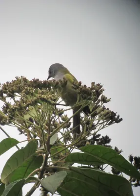 File:Conirostrum albifrons Conirrostro capirotado Capped Conebill (7936701280).jpg
