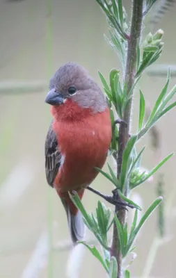 File:Sporophila minuta Espiguero ladrillo Ruddy-breasted Seedeater (7860094324).jpg