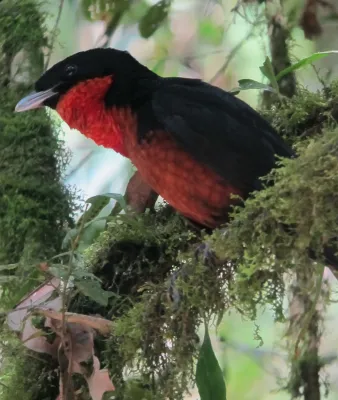 File:Pyroderus scutatus Toropisco montañero Red-ruffed Fruitcrow (7856638860).jpg