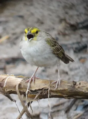 File:Ammodramus aurifrons Sabanero zumbador Yellow-browed Sparrow (7827467588).jpg