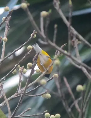 File:Euphonia minuta Eufonia culiblanca White-vented Euphonia (7827351388).jpg
