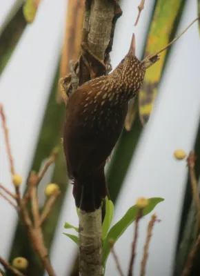 File:Xiphorhynchus obsoletus Trepatroncos listado Striped Woodcreeper (7825954442).jpg