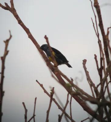 File:Tangara mexicana Tángara turquesa Turquoise Tanager (7804151138).jpg