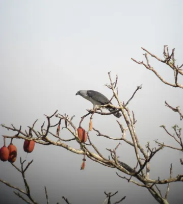 File:Leptodon cayanensis Aguililla cabecigrís Grey-headed Kite (7803055114).jpg