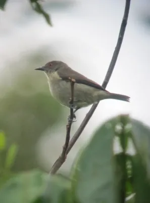 File:Dacnis flaviventer Dacnis pechiamarilla Yellow-bellied Dacnis (female) (7802679614).jpg
