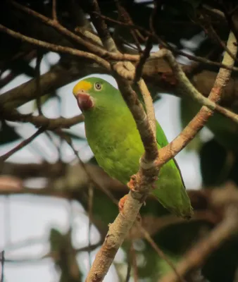File:Brotogeris sanctithomae Periquito cabeciamarillo Tui Parakeet (7801424870).jpg