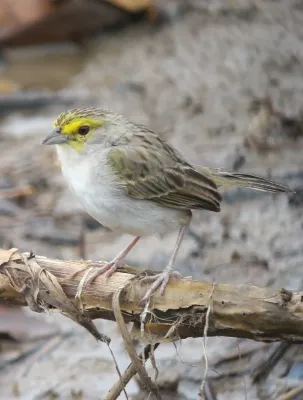 File:Ammodramus aurifrons Sabanero zumbador Yellow-browed Sparrow (7799634156).jpg