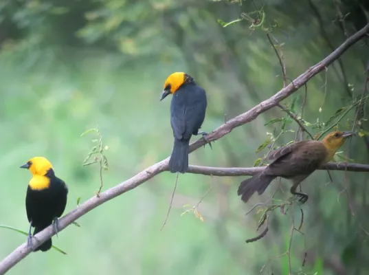 File:Chrysomus icterocephalus Monjita cabeciamarilla Yellow-hooded Blackbird (7680244418).jpg