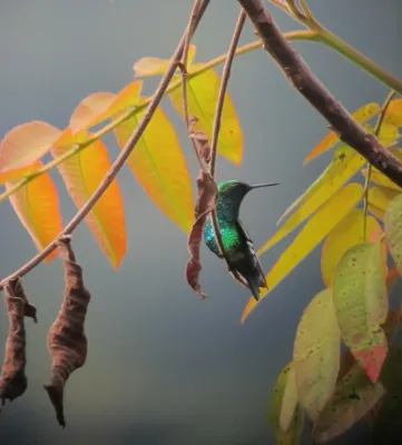File:Chlorostilbon gibsoni Esmeralda piquirroja Red-billed Emerald (7680194882).jpg