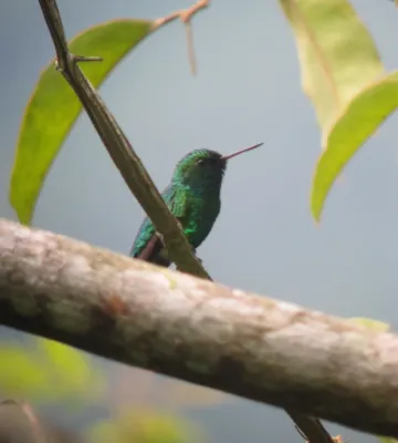 File:Chlorostilbon gibsoni Esmeralda piquirroja Red-billed Emerald (7676586452).jpg