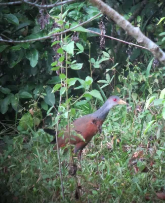File:Aramides cajaneus Chilacoa colinegra Grey-necked Wood-Rail (7676180430).jpg