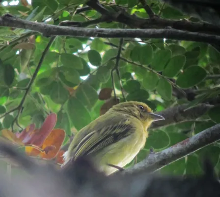 File:Tolmomyias flaviventris Picoplano Pechiamarillo Yellow-breasted Flycatcher (7675845500).jpg