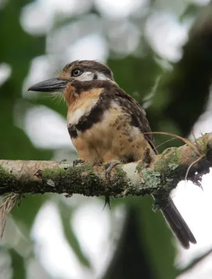 File:Hypnelus ruficollis Bobo punteado Russet-throated Puffbird (7673121634).jpg