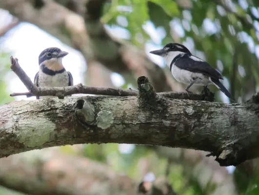 File:Notharchus tectus Bobo coronado Pied Puffbird (7673011546).jpg