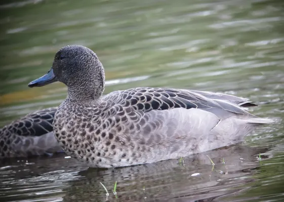 File:Anas andium Garceta barcina Andean Teal (7626279704).jpg