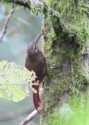 File:Xiphocolaptes promeropirhynchus Trepatroncos gigante Strong-billed Woodcreeper (7618852374).jpg