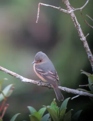 File:Knipolegus poecilurus Atrapamoscas ojirrojo Rufous-tailed Tyrant (7612557982).jpg