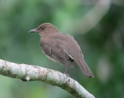File:Turdus ignobilis Mirla embarradora Black-Billed Thrush (7594356580).jpg