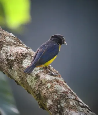 File:Euphonia fulvicrissa Eufonia fulva Fulvous-vented Euphonia (male) (7586870962).jpg