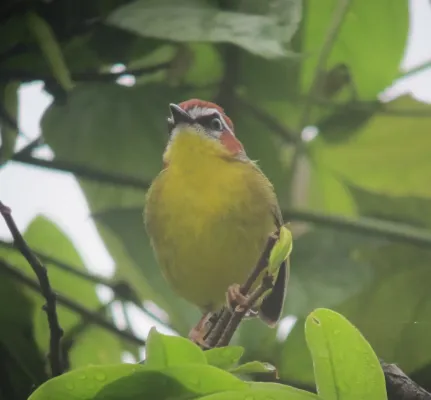 File:Basileuterus rufifrons Arañero cabecirrufo Rufous-capped Warbler (7586753326).jpg